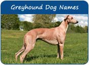 Greyhound Names