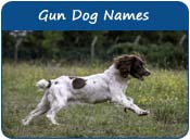 Gun Dog Names