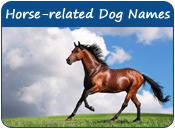 Horse Dog Names