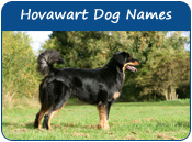 Hovawart Dog Names