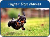 Hyper Dog Names