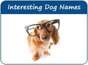 Interesting Dog Names