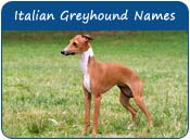 Italian Greyhound Dog Names