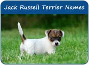 Jack Russell Names