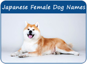 Japanese Female Dog Names