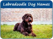 Labradoodle Dog Names