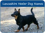 Lancashire Heeler Dog Names