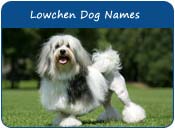 Lowchen Dog Names