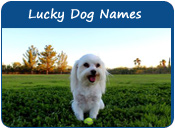 Lucky Dog Names