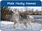 Male Husky Names