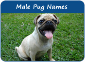 Male Pug Names