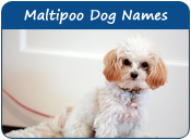 Maltipoo Dog Names