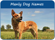 Manly Dog Names