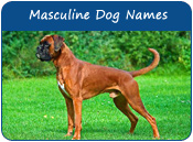 Masculine Dog Names