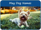 May Dog Names