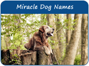 Miracle Dog Names