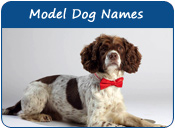 Model Dog Names