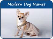 Modern Dog Names