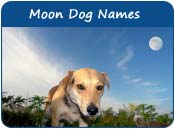 Moon Dog Names