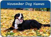 November Dog Names