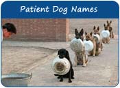 Patient Dog Names