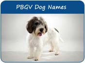 Petit Basset Griffon Vendeen Dog Names