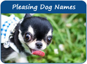 Pleasing Dog Names