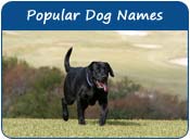 Popular Dog Names