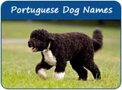 Portuguese Dog Names