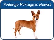 Portuguese Podengo Pequeno Dog Names