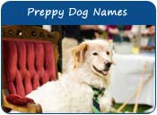 Preppy Dog Names