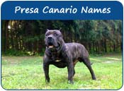 Presa Canario Dog Names