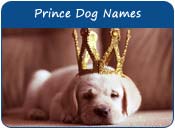 Prince Dog Names