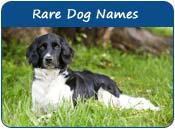Rare Dog Names
