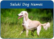 Saluki Dog Names