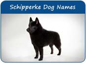 Schipperke Dog Names