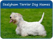 Sealyham Terrier Dog Names