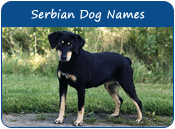 Serbian Dog Names
