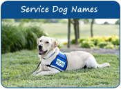 Service Dog Names