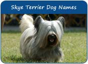 Skye Terrier Dog Names