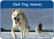 Sled Dog Names
