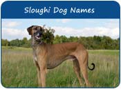 Sloughi Dog Names