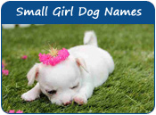 Small Girl Dog Names