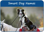 Smart Dog Names