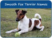 Smooth Fox Terrier Dog Names