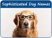 Sophisticated Dog Names