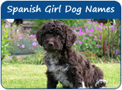 Spanish Girl Dog Names