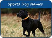 Sports Dog Names