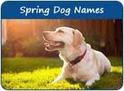 Spring Dog Names