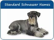 Standard Schnauzer Dog Names